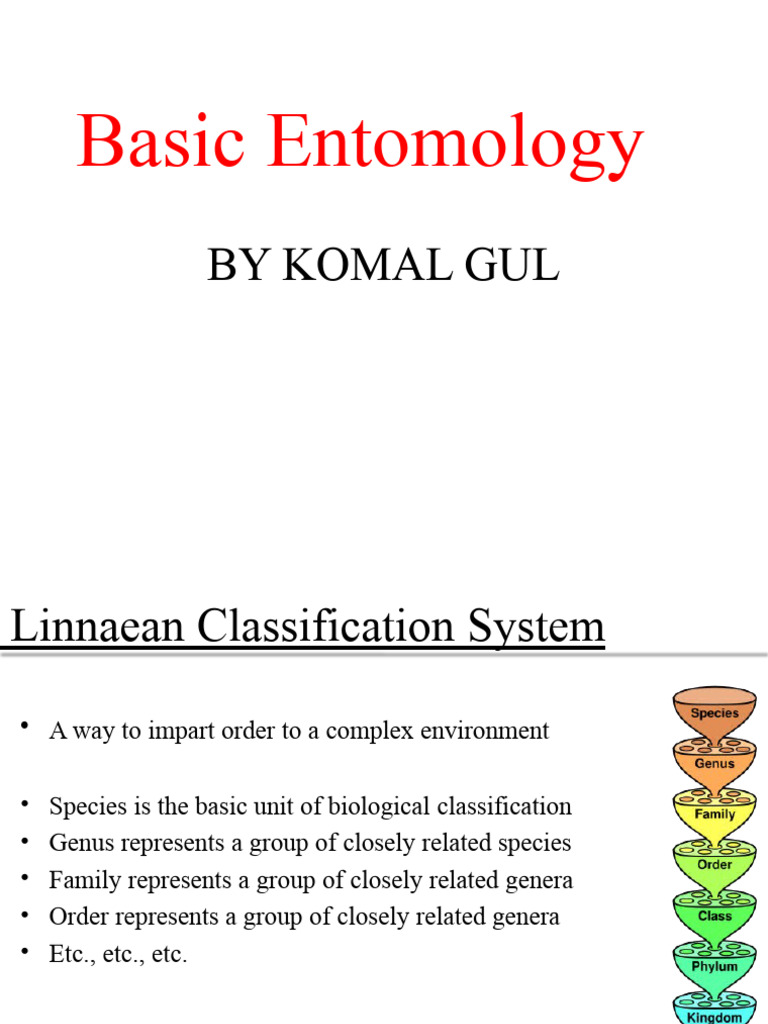 Understanding Insect Classification and Anatomy | PDF | Insects ...