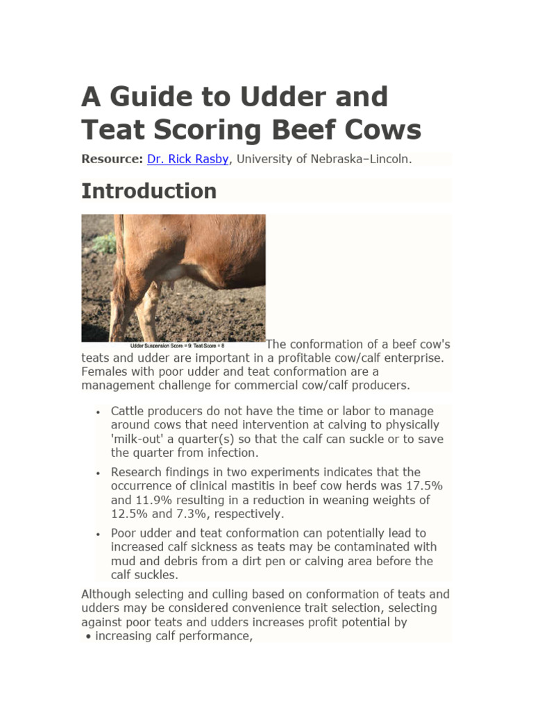 Udder and Teat Scoring in Beef Cows | PDF | Cattle | Bovines