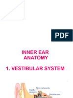 Inner Ear Vestibular System