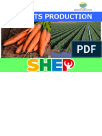 Carrots Production