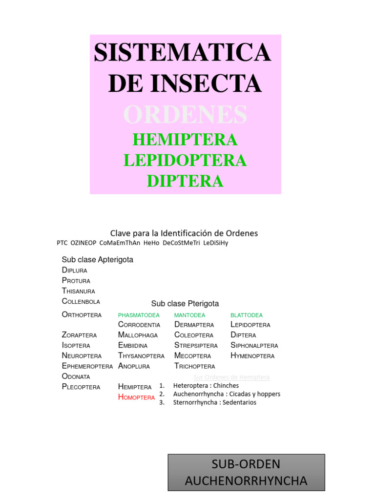Sistematica de Insectos 2 Actualizada | PDF | Mosca | Mosquito