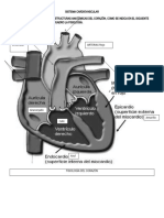  CARDIOVASCULAR