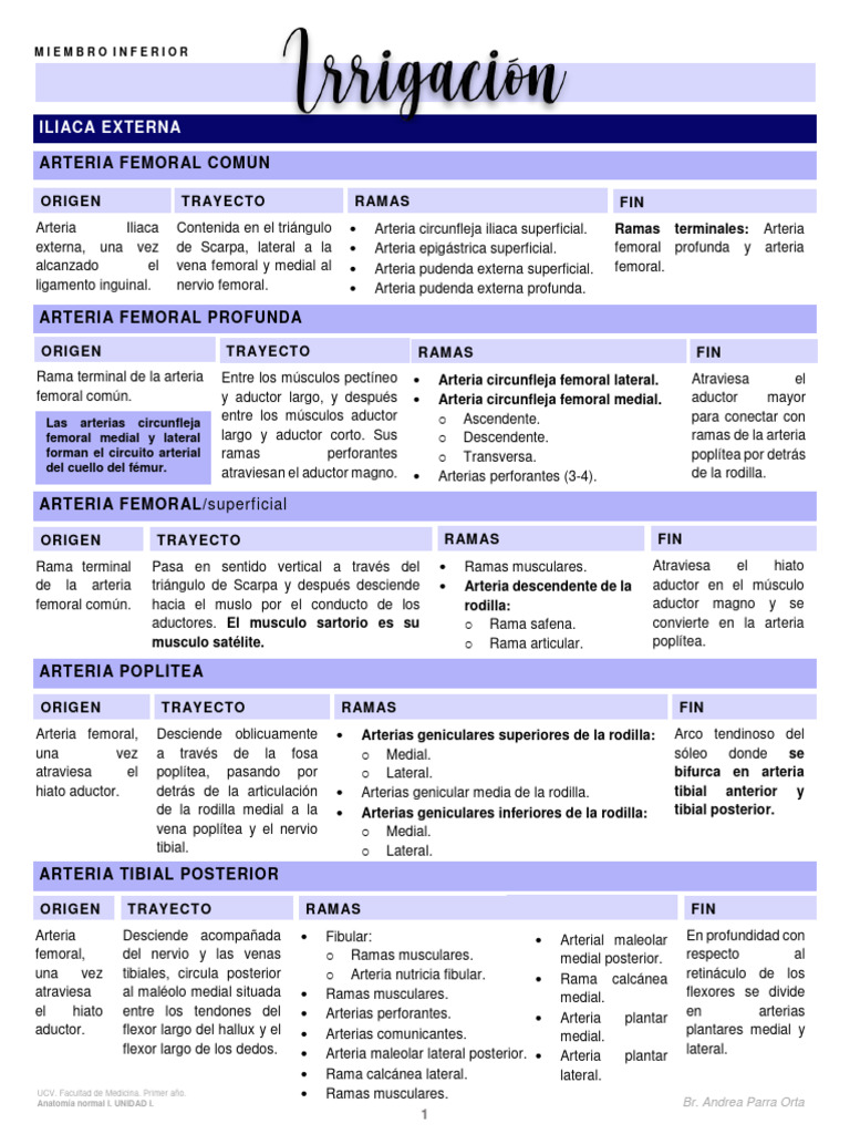irrigaci-n-del-miembro-inferior-pdf-anatom-a-humana-extremidades