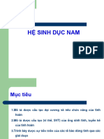 HỆ SINH DỤC NAM