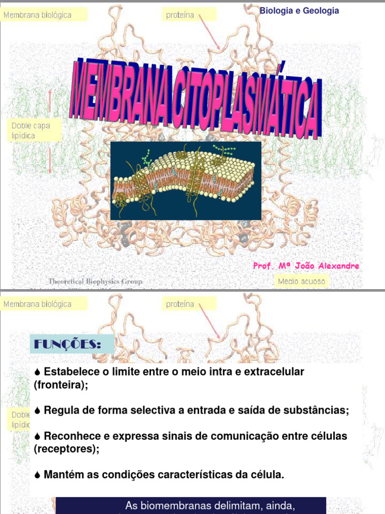 Membrana Plasmática Estrutura Download Grátis Pdf Membrana