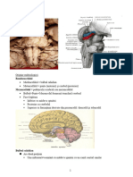 C7-8 Trunchiul Cerebral