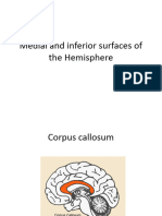 Medial Surface of Ceerebrum