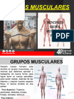 Presentacion Trabajo Grupos Musculares 2020