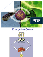 2-05 Energetica Celular