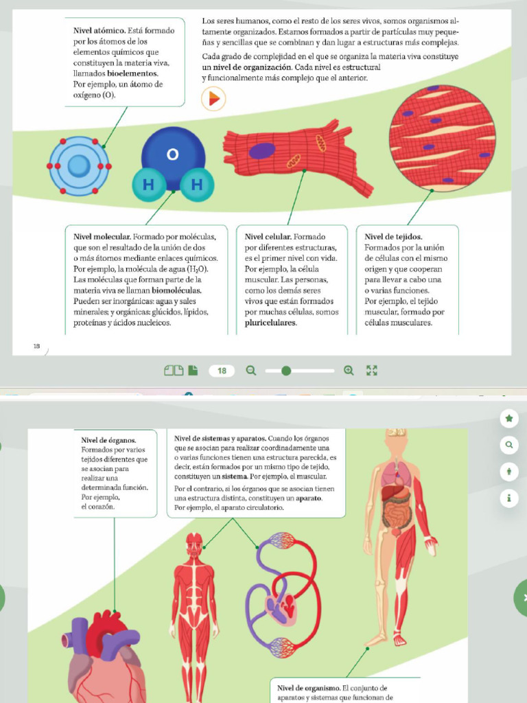 Unidad 1 El Cuerpo Humano | PDF