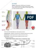 СПИННОМОЗГОВЫЕ НЕРВЫ
