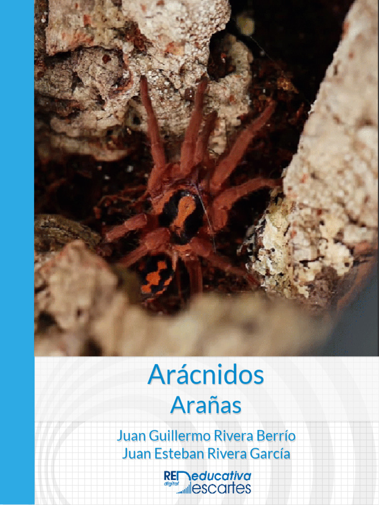Tipos de Arañas y sus Características | PDF | Araña | Arácnidos