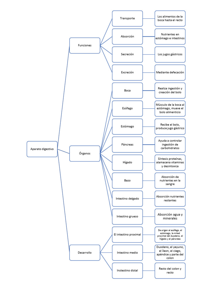 Anatomia Aparato Digestivo Pdf Tracto Gastrointestinal Sistema