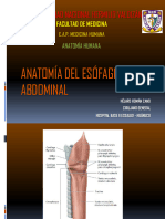 Anatomía Del Esófago Abdominal y Estómago 2023