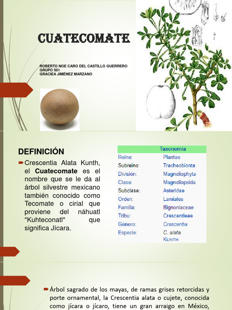 Propiedades y usos del cuatecomate | PDF | Salud y bienestar