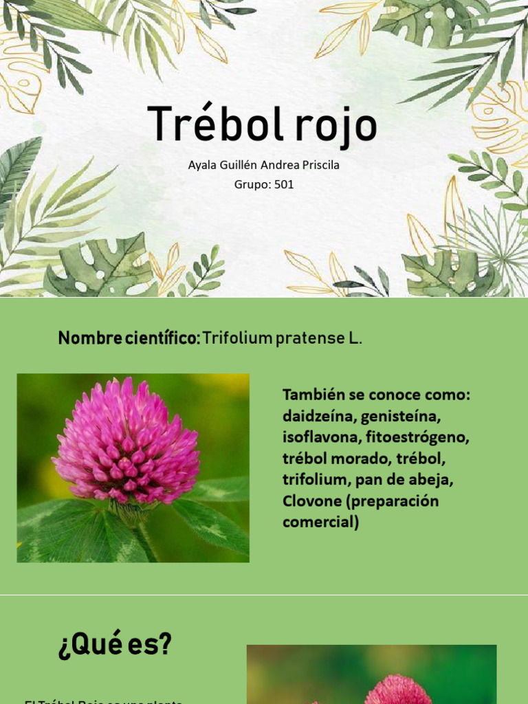 Beneficios y Precauciones del Trébol Rojo | PDF | Cocina, comidas y ...