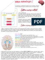 Sistema Nervioso I