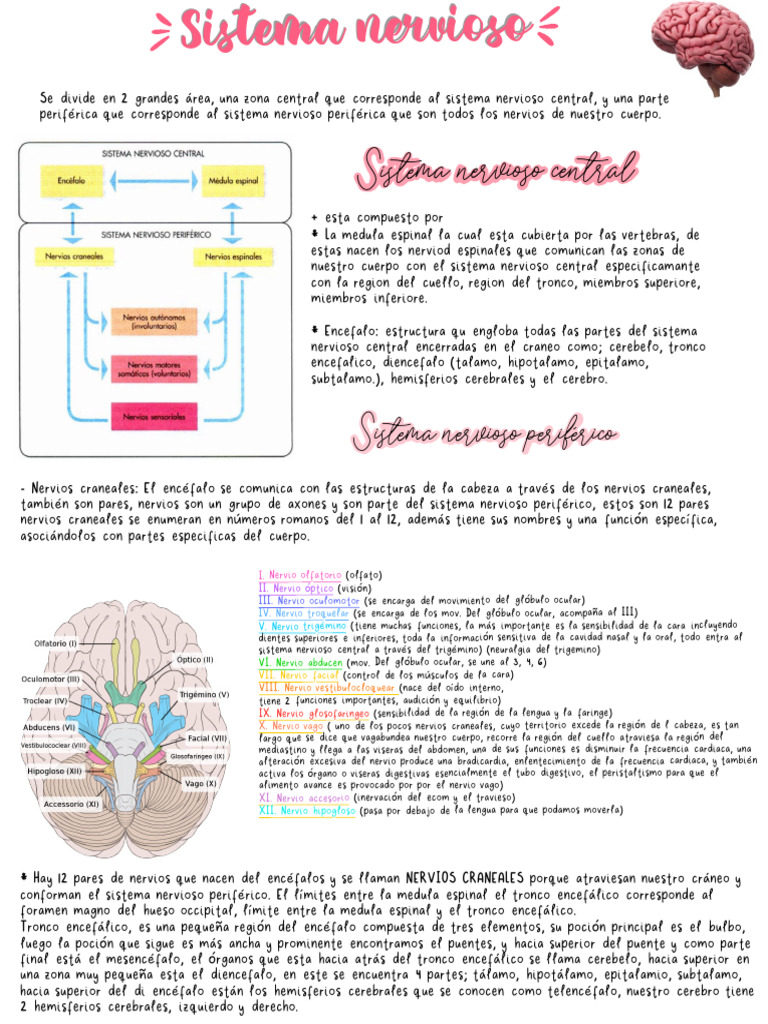 Estructura del Sistema Nervioso | PDF | Médula espinal | Sistema ...