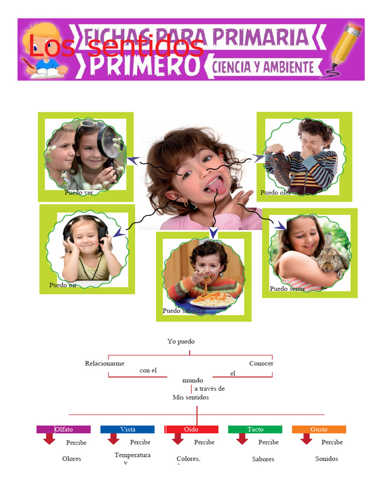 Los Sentidos para Primero de Primaria | PDF | Gusto | Experiencia subjetiva
