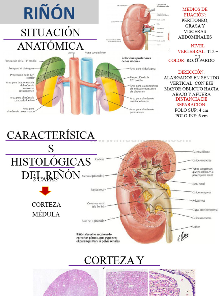 Histologia Del Riñon | Descargar gratis PDF | Riñón | Anatomía