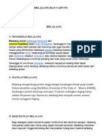 Laporan Hasil Observasi Belalang Dan Capung