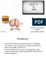 Cerebrum 2