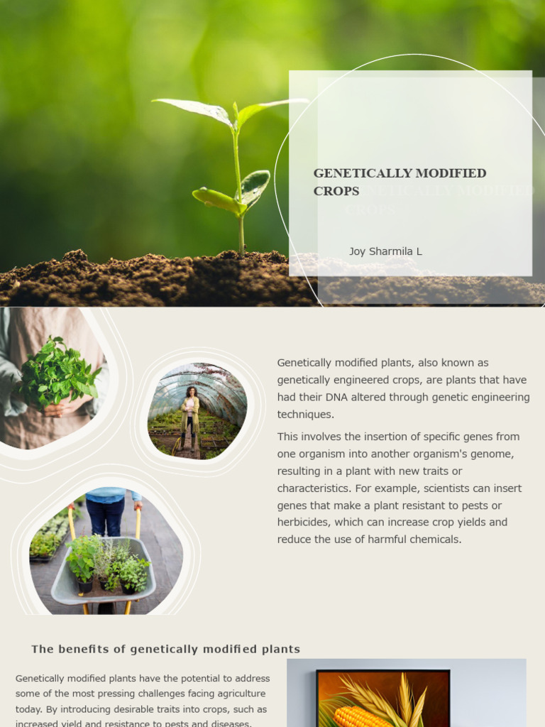 Benefits and Concerns of GM Crops | PDF | Genetic Engineering | Genetically  Modified Crops