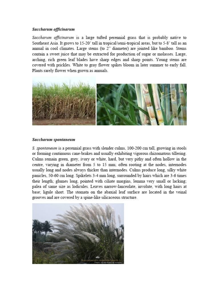 Description of Sugarcane Species | PDF | Sugarcane | Plants