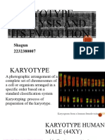 Karyotype and Its Evolution