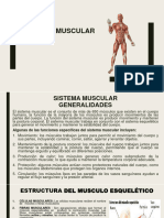 M.T Sistema Muscular