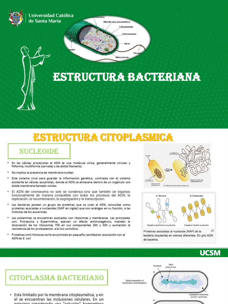 Estructura y Función de Bacterias | PDF | Ribosoma | Las bacterias
