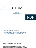 Rectum