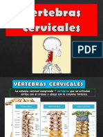 Vertebras Cervicales 2.