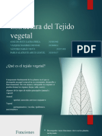 Estructura Del Tejido Vegetal