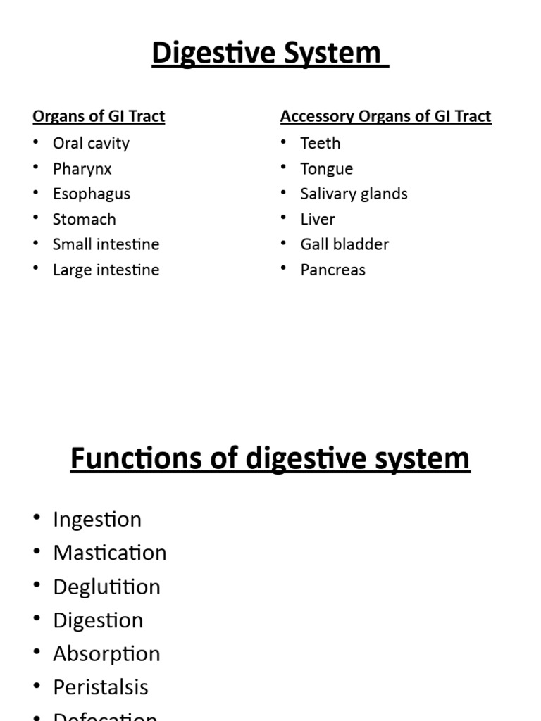 Digestive System Part 1 PDF Tongue Tooth