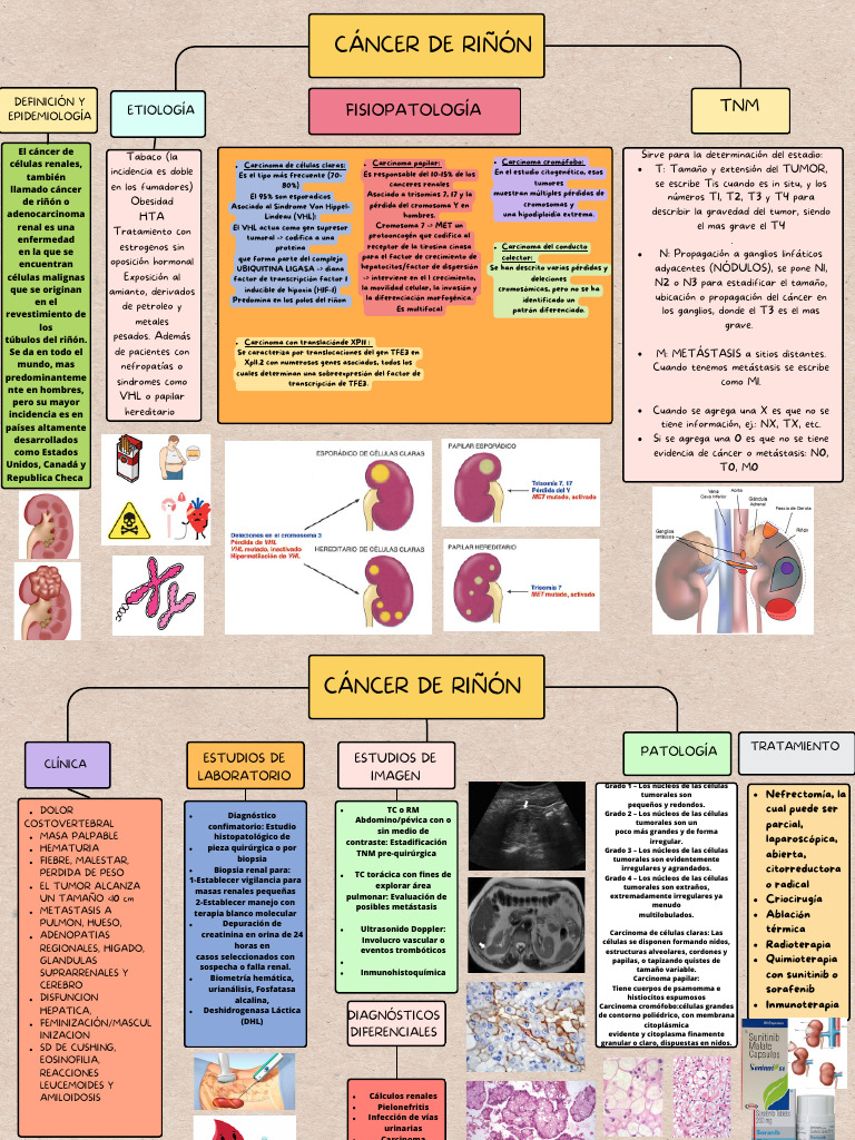 Cáncer de Riñón: Tipos y Tratamientos | PDF | Cáncer | Medicina CLINICA
