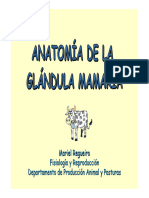 II. Anatomía GM