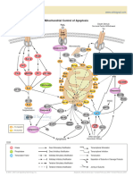 Mitochondrial Control of Apoptosis