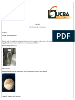 Practica 1 Identificacion de Protozoarios