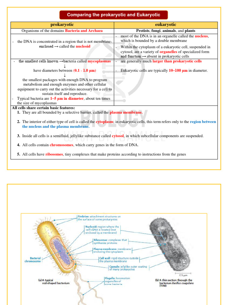 Cell Biology Inventory COMPLETE | PDF | Endoplasmic Reticulum | Cell ...