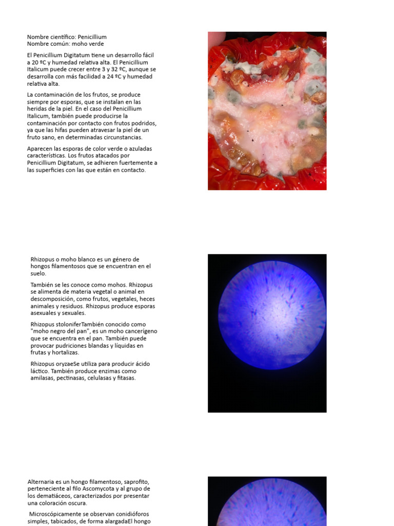 Hongos Microscopicos Pdf Hongo Molde