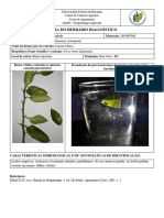 Cancro Cítrico Identificação