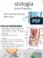 Slides Aula DR Hengel 14 Sistema Reproductor 231112 152051