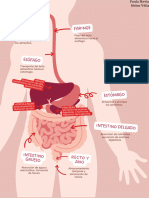 Sistema Digestivo.