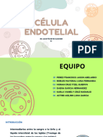 Célula Endotelial