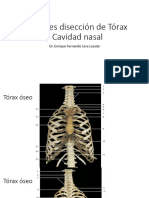 Imágenes Disección de Tórax