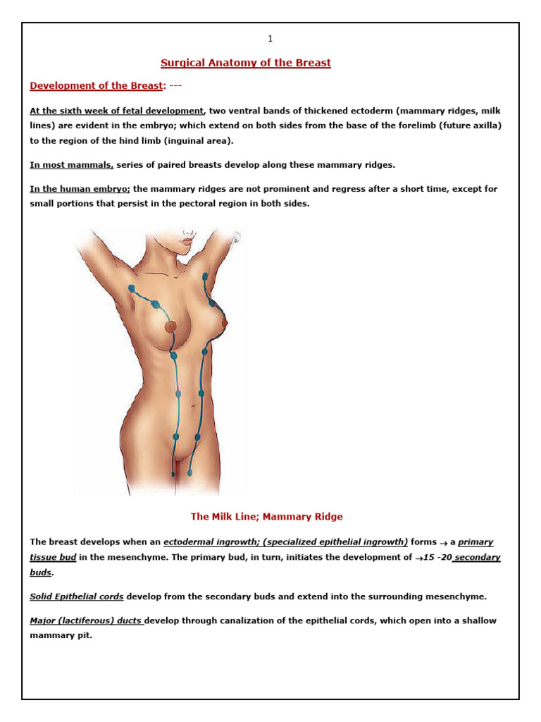 Breast Anatomy: Overview, Vascular Anatomy and Innervation of the Breast,  Breast Parenchyma and Support Structures