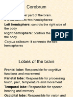 Cerebrum