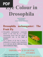 Eye Colour in Drosophila Seminar