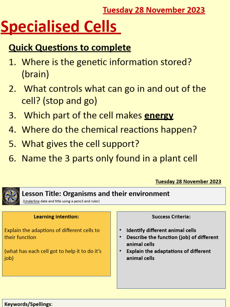 Understanding Specialized Cells and Functions | PDF | Cell (Biology) | Root